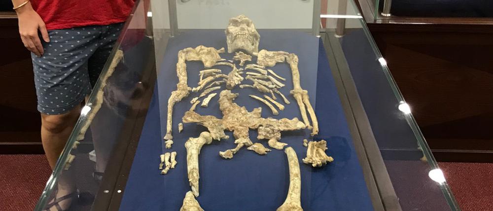 Geochemikerin Tina Lüdecke steht neben „Little Foot“, einem bemerkenswert gut erhaltenen Skelett des Australopithecus, das in den Sterkfontein-Höhlen entdeckt wurde und als das vollständigste Skelett eines Vormenschen gilt, das je gefunden wurde. In ihrer Forschung arbeiten Lüdecke und ihr Team jedoch hauptsächlich mit isolierten versteinerten Zahnfragmenten. Eine neue Studie untersucht die Essgewohnheiten des Vormenschen Australopithecus und kommt zum Schluss, dass Fleisch, wenn überhaupt, nur sehr selten auf der Speisekarte stand.