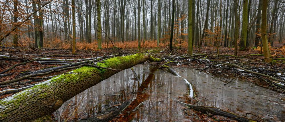 Jugendliche setzen sich für alte Apfelsorten, Biosphärenreservate und vieles mehr ein. (Achivbild)