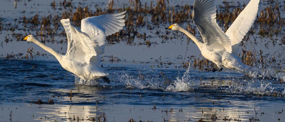Das Eintreffen der Singschwäne im Nationalpark Unteres Odertal ist jedes Jahr ein besonderes Erlebnis.