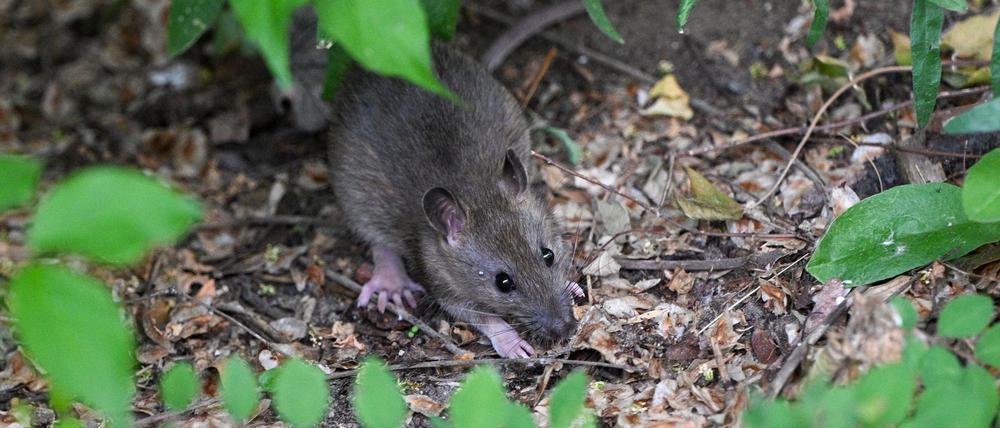 Viele Menschen haben Angst vor Ratten. (Archivbild)