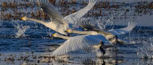 Am Wochenende meldete die Polizei in Brandenburg gleich mehrere Unfälle mit Schwänen. (Symbolbild)