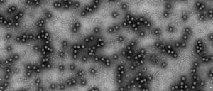 Das Virus ist für Tiere hochansteckend, für Menschen aber ungefährlich. (Archivbild)