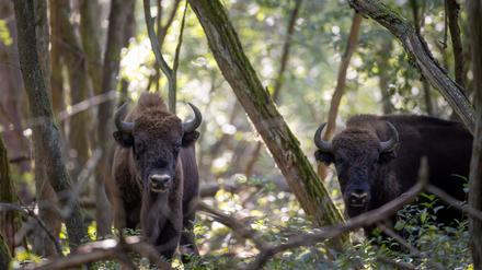 Nach Tage langer Sperrung wegen der Maul- und Klauenseuche ist die Naturlandschaft Döberitzer Heide wieder für Besucher offen. (Archivfoto)