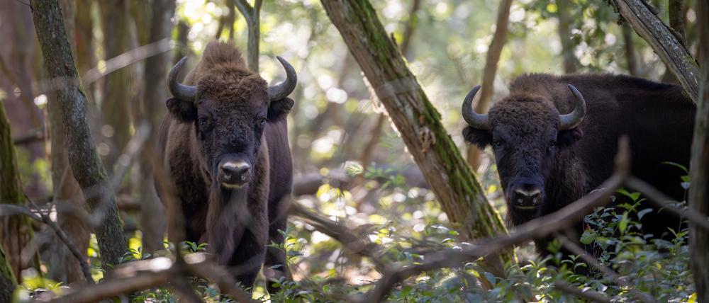 Zwei Wisente streifen im Wald der Döberitzer Heide umher. Nur 30 Kilometer vom Berliner Alexanderplatz entfernt, wartet in der Döberitzer Heide ein großes Naturerlebnis auf Wanderer. In Sielmanns Naturlandschaft gibt es Wisente, Wildpferde und Wiedehopfe in freier Wildbahn zu sehen.