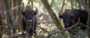 Zwei Wisente streifen im Wald der Döberitzer Heide umher. Nur 30 Kilometer vom Berliner Alexanderplatz entfernt, wartet in der Döberitzer Heide ein großes Naturerlebnis auf Wanderer. In Sielmanns Naturlandschaft gibt es Wisente, Wildpferde und Wiedehopfe in freier Wildbahn zu sehen. 