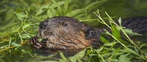 Der Biber ist das größte Nagetier Europas und lebt im Berliner Tiergarten.