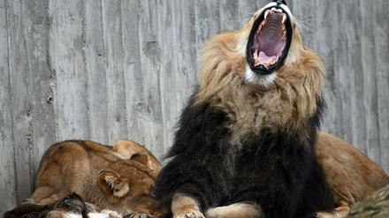 Der Löwe Aslam (r.) gähnt neben der Löwin Bastet in ihrem Gehege im Thüringer Zoopark in Erfurt. (Symbolbild)
