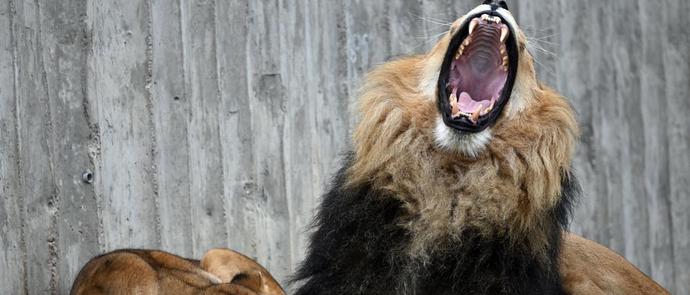 Der Löwe Aslam (r.) gähnt neben der Löwin Bastet in ihrem Gehege im Thüringer Zoopark in Erfurt. (Symbolbild)