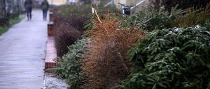 Zu spät herausgelegte Weihnachtsbäume können auch nach Ende der regulären Abholung weiter gemeldet werden. (Archivbild)