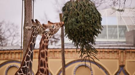 Die Giraffen haben den Weitblick – die Besucher bald auch wieder.