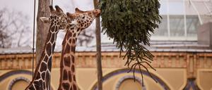 Die Giraffen haben den Weitblick – die Besucher bald auch wieder.