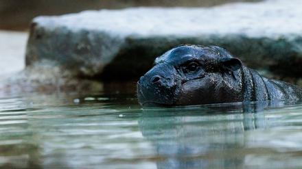 Mini-Hippo Toni kann ab Freitag wieder besucht werden. (Archivbild)