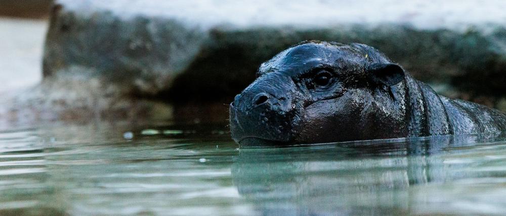 Mini-Hippo Toni kann ab Freitag wieder besucht werden. (Archivbild)