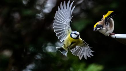 Deutschlandweite Aktion des Naturschutzbundes „Stunde der Gartenvögel“ Der Nabu und sein bayerischer Partner Landesbund für Vogelschutz (LBV) rufen mit einer bundesweiten Mitmachaktion dazu auf vom 13. - 16. Mai eine Stunde lang die Vögel in ihrem Garten, vom Balkon aus oder im Park zu beobachten, zu zählen und zu melden. Mehr als 161.000 Menschen hatten im vergangenen Jahr mitgemacht und aus über 107.000 Gärten über 3,2 Millionen Vögel gemeldet. 