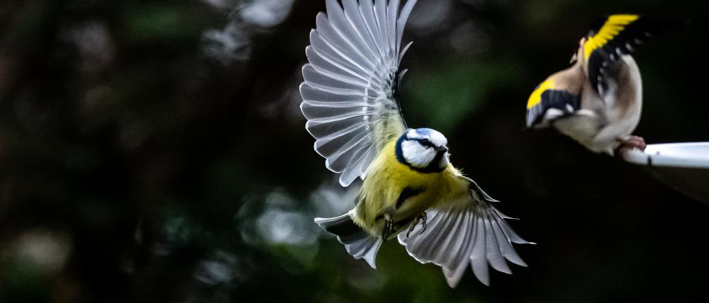 Deutschlandweite Aktion des Naturschutzbundes „Stunde der Gartenvögel“ Der Nabu und sein bayerischer Partner Landesbund für Vogelschutz (LBV) rufen mit einer bundesweiten Mitmachaktion dazu auf vom 13. - 16. Mai eine Stunde lang die Vögel in ihrem Garten, vom Balkon aus oder im Park zu beobachten, zu zählen und zu melden. Mehr als 161.000 Menschen hatten im vergangenen Jahr mitgemacht und aus über 107.000 Gärten über 3,2 Millionen Vögel gemeldet.