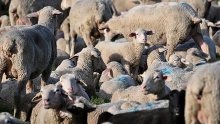 Unbekannte haben in Schleswig-Holstein 30 Schafe gestohlen.