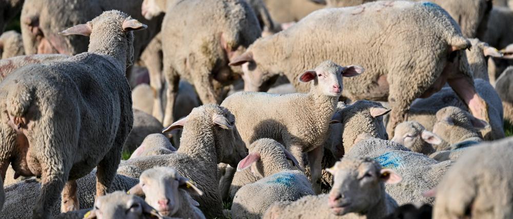 Unbekannte haben in Schleswig-Holstein 30 Schafe gestohlen.