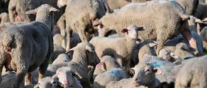 Unbekannte haben in Schleswig-Holstein 30 Schafe gestohlen.