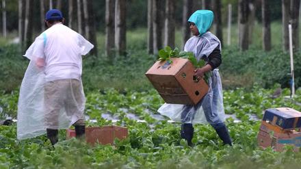 Arbeitskräfte vor allem aus Mittel- und Südamerika spielen eine wichtige Rolle in der Landwirtschaft der USA, im Bauwesen und im Gastgewerbe.