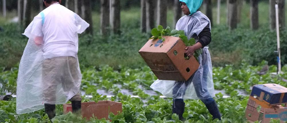 Arbeitskräfte vor allem aus Mittel- und Südamerika spielen eine wichtige Rolle in der Landwirtschaft der USA, im Bauwesen und im Gastgewerbe.
