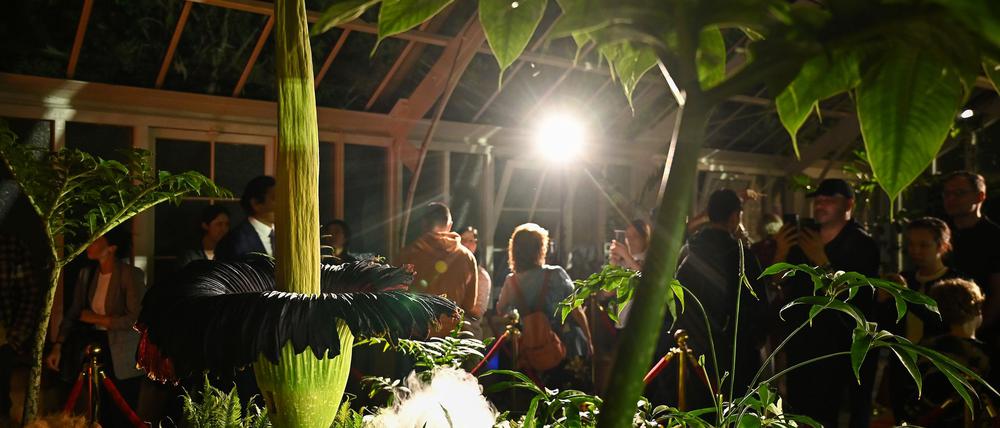 Tausende Menschen strömten in den Botanischen Garten - denn die Blütezeit dauert nicht lange.