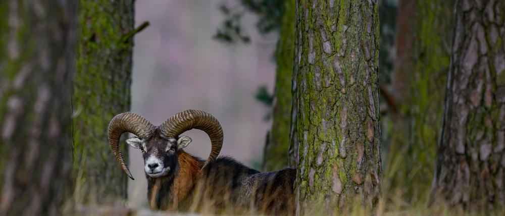 Der Wildpark hatte in der vergangenen Woche vorsorglich geschlossen.