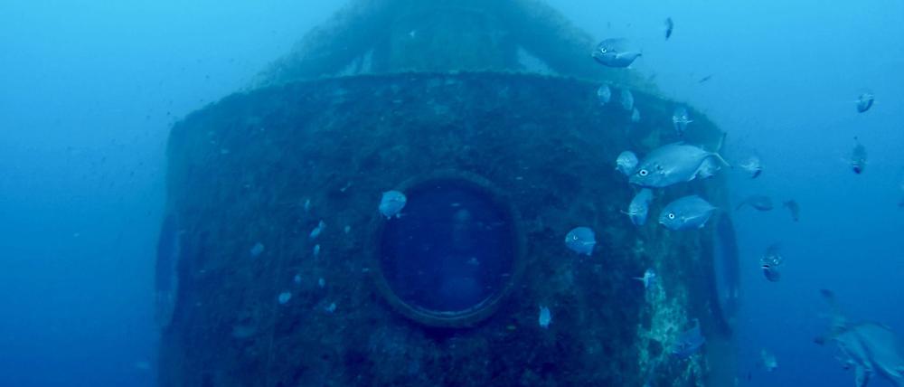 Koch drehte auch Videos von Fischen aus seiner Kapsel.