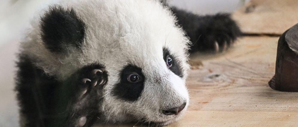 Ein Panda-Junges, Publikumsliebling im Berliner Zoo. (Archivbild)