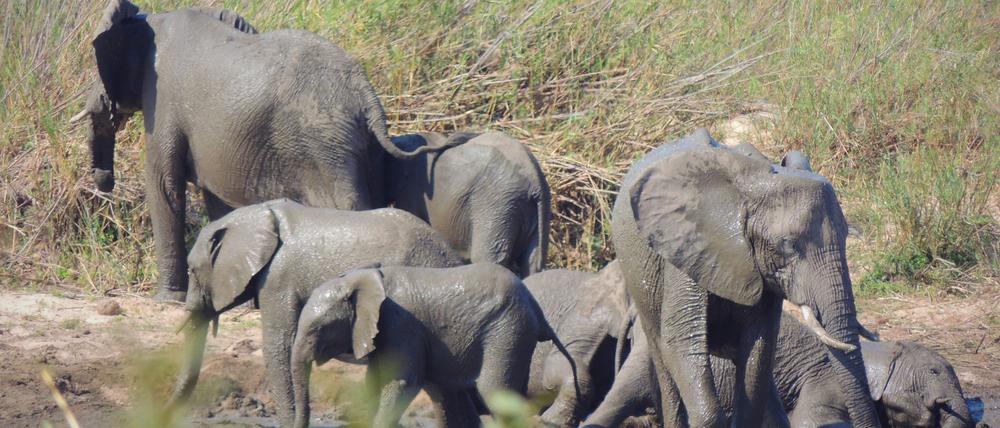 In dem knapp 20.000 Quadratkilometer großen Park können Touristen Elefanten und andere wilde Tiere beobachten. (Symbolbild)