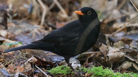 Die Amsel war bei der „Stunde der Wintervögel“ in diesem Jahr deutlich weniger zu sehen als noch im Vorjahr. (Archivbild) 