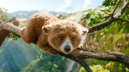 Der Kleine Paddington in Peru