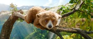Der Kleine Paddington in Peru