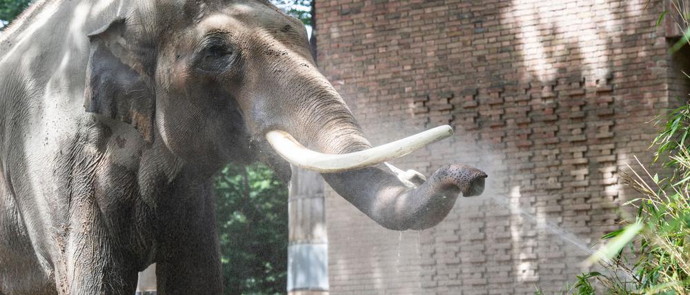 Drei Meter Schulterhöhe, knapp fünf Tonnen Gewicht: Victor war das mit Abstand schwerste Tier im Zoo. (Archivbild)