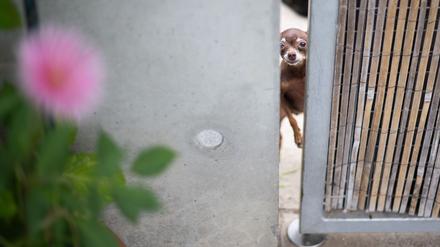 Das Tierheim Berlin peppelt ausgesetzte Tiere wieder auf und vermittelt sie weiter (Archivbild).