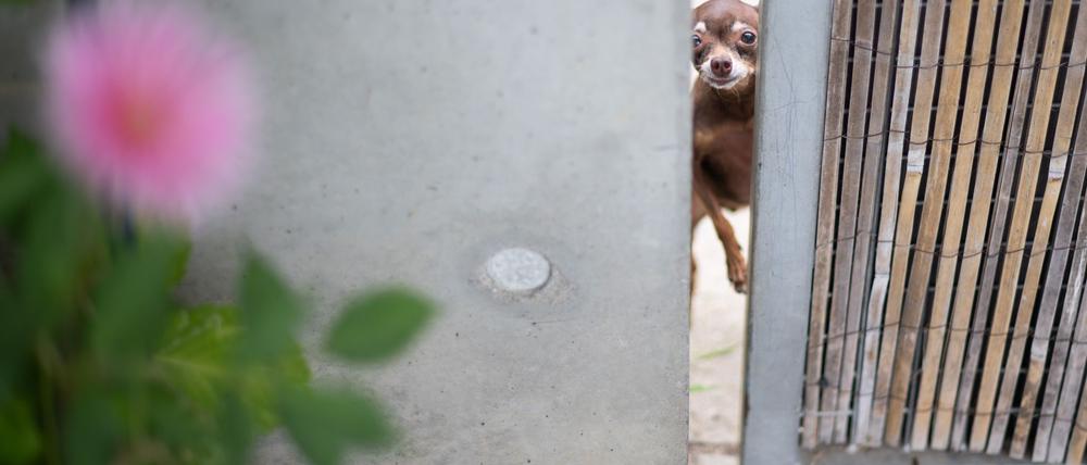 Das Tierheim Berlin peppelt ausgesetzte Tiere wieder auf und vermittelt sie weiter (Archivbild).