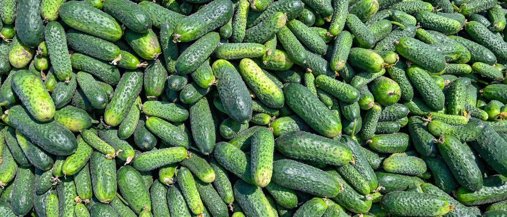 In Golßen soll die Gurkenproduktion eingestellt werden. (Symbolbild)
