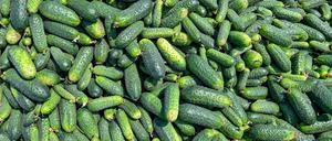 In Golßen soll die Gurkenproduktion eingestellt werden. (Symbolbild)