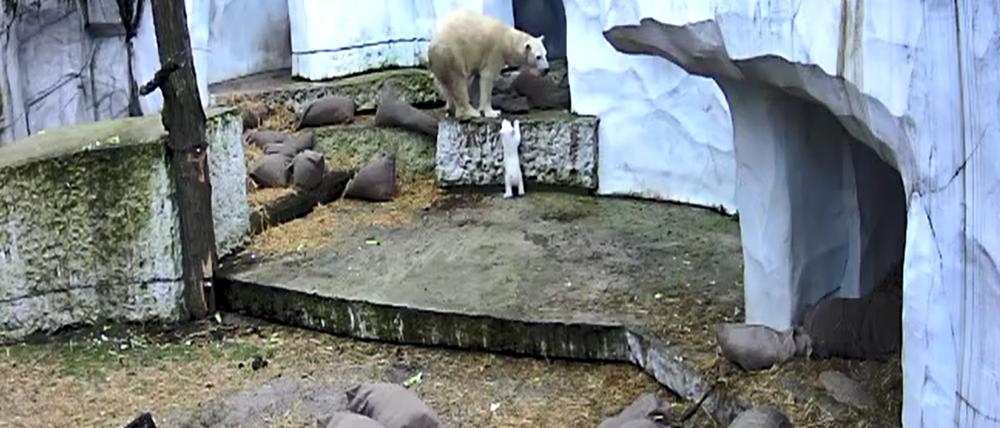 Das Eisbärbaby macht die ersten Erkundungen in der Außenanlage. 