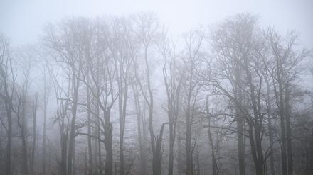 Trübe Aussichten für die Bäume im Buchenwald Grumsin, der im Unesco-Biosphärenreservat Schorfheide-Chorin liegt. Das ist mit 129.161 Hektar eines der größten Schutzgebiete Deutschlands.