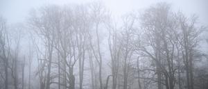 Trübe Aussichten für die Bäume im Buchenwald Grumsin, der im Unesco-Biosphärenreservat Schorfheide-Chorin liegt. Das ist mit 129.161 Hektar eines der größten Schutzgebiete Deutschlands.