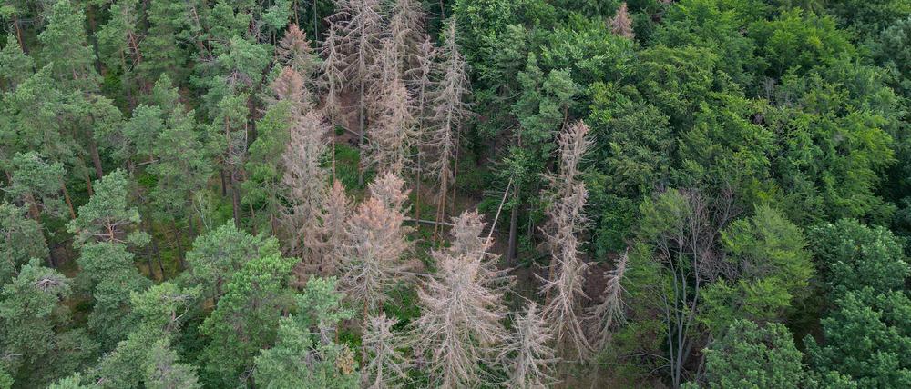 Der Wald in Brandenburg ist in einem dramatischen Zustand - der Waldzustandsbericht zeigt eine enorme Zunahme von Schäden an Bäumen.  (Archivbild)