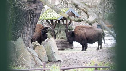 Der Tierpark hatte nach einem Ausbruch der Maul- und Klauenseuche fast drei Wochen geschlossen. (Archivbild)