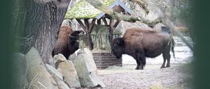 Der Tierpark hatte nach einem Ausbruch der Maul- und Klauenseuche fast drei Wochen geschlossen. (Archivbild)