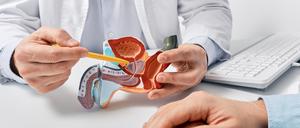 Ein Arzt erläutert anhand eines Modells ein urologisches Problem.