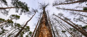 Eine abgestorbene Kiefer in einem Wald im östlichen Brandenburg. Dem Wald in Brandenburg geht es dramatisch schlecht.