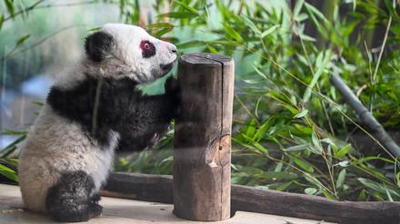 Im Gehege erproben die jungen Pandas ihre neuen Kletterkünste. (Archivbild)