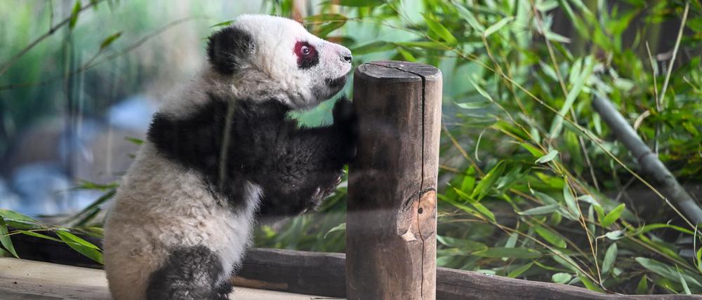 Im Gehege erproben die jungen Pandas ihre neuen Kletterkünste. (Archivbild)