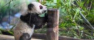 Im Gehege erproben die jungen Pandas ihre neuen Kletterkünste. (Archivbild)