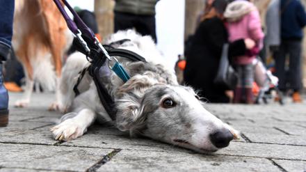 Galgos sind spanische Jagdhunde. 