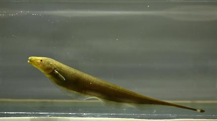 Der „Brown Ghost Knifefish“ auf Deutsch „Brauner Messerfisch“ sendet permanent schwache elektrische Signale. 
